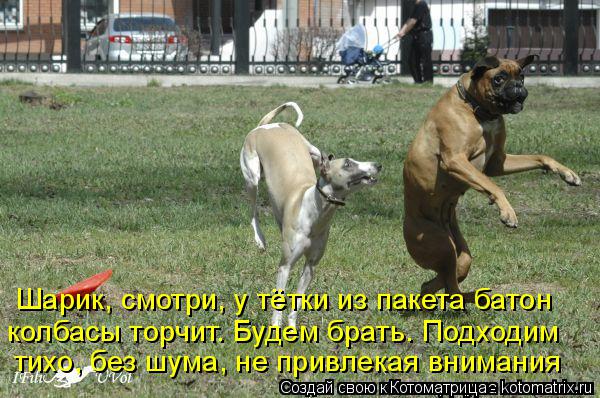 Котоматрица: Шарик, смотри, у тётки из пакета батон колбасы торчит. Будем брать. Подходим тихо, без шума, не привлекая внимания