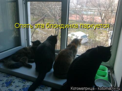 Котоматрица: Опять эта блондинка паркуется