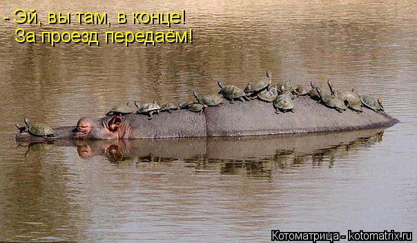 Котоматрица: - Эй, вы там, в конце!  За проезд передаём!
