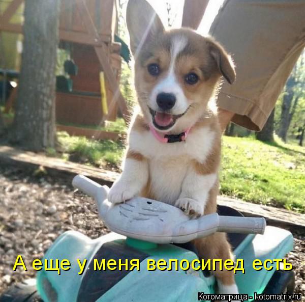 Котоматрица: А еще у меня велосипед есть