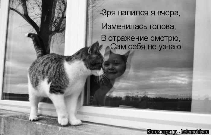 Котоматрица: -Зря напился я вчера, Изменилась голова, В отражение смотрю, Сам себя не узнаю!