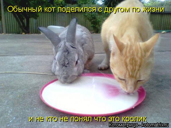 Котоматрица: Обычный кот поделился с другом по жизни и не кто не понял что это кролик
