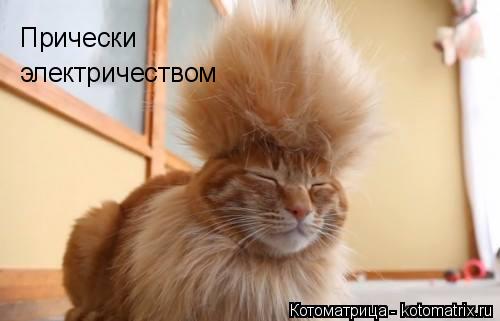 Прически электричеством Прически электричеством... Котоматрица: Прически электричеством Прически электричеством
