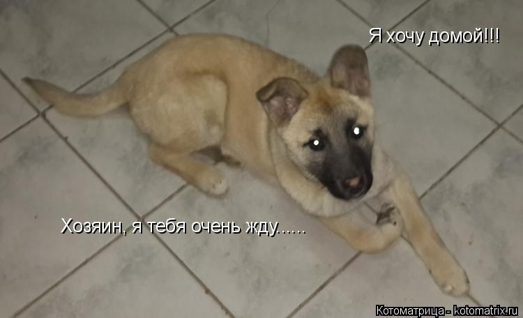 Котоматрица: Я хочу домой!!! Хозяин, я тебя очень жду......