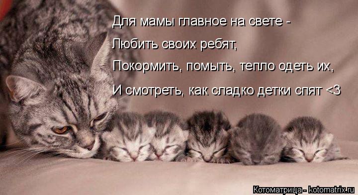Котоматрица: Для мамы главное на свете -  Любить своих ребят, Покормить, помыть, тепло одеть их, И смотреть, как сладко детки спят <3