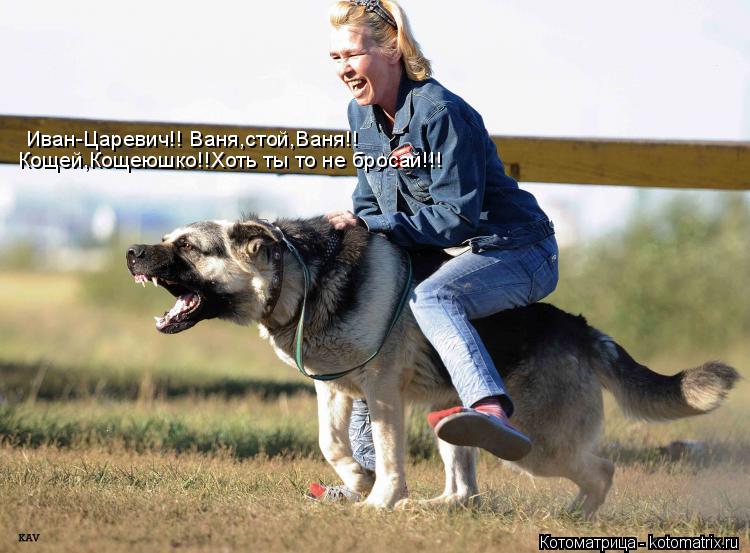 Котоматрица: Иван-Царевич!! Ваня,стой,Ваня!! Кощей,Кощеюшко!!Хоть ты то не бросай!!!