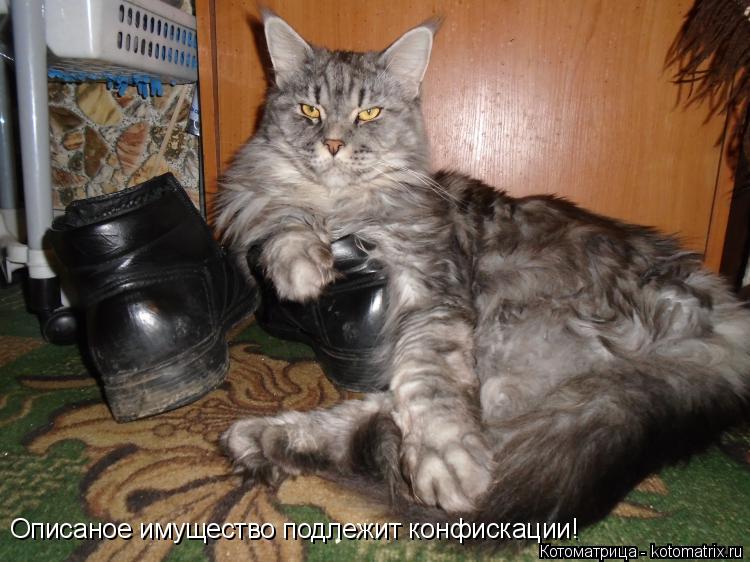 Котоматрица: Описаное имущество подлежит конфискации!