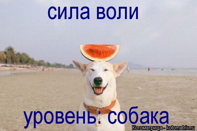 Котоматрица: сила воли уровень: собака