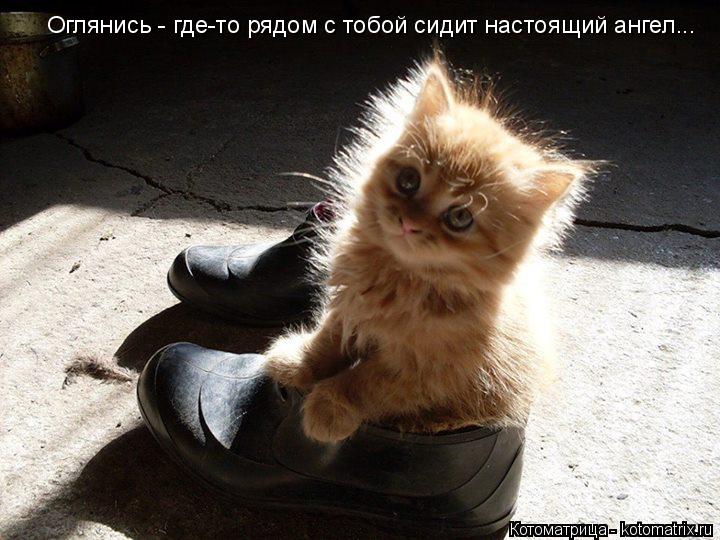 Котоматрица: Оглянись - где-то рядом с тобой сидит настоящий ангел...