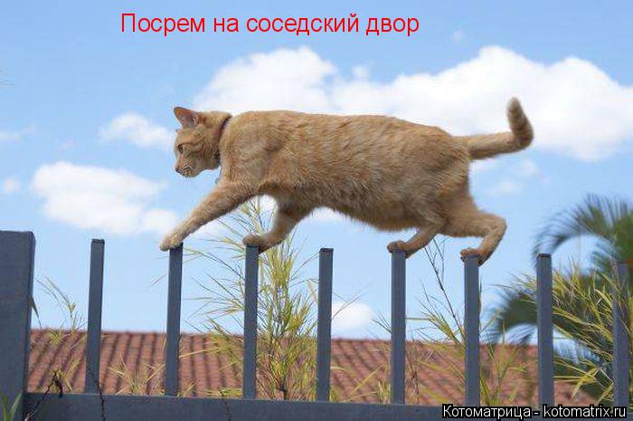 Котоматрица: Посрем на соседский двор