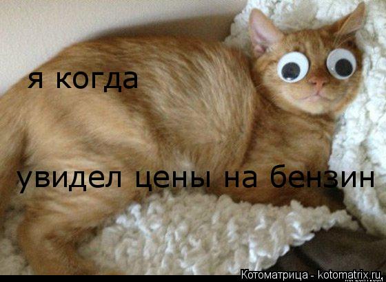 Котоматрица: я когда увидел цены на бензин