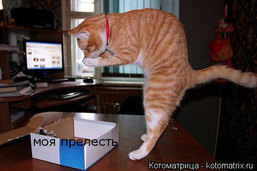 Котоматрица: моя прелесть