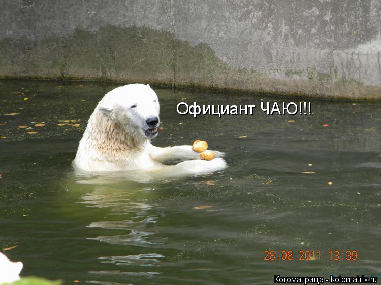 Котоматрица: Официант ЧАЮ!!!