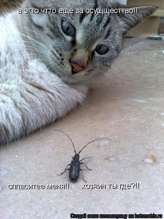 Котоматрица: а этто чтто ещё за ссущщесттво!! сппаситее меня!! хозяин ты где?!!