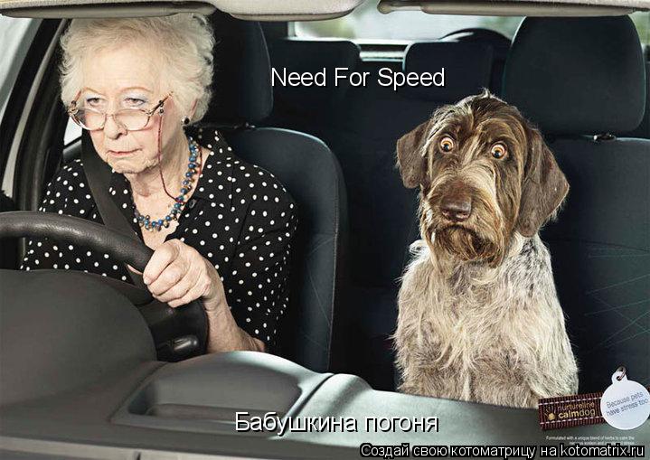 Котоматрица: Need For Speed Бабушкина погоня