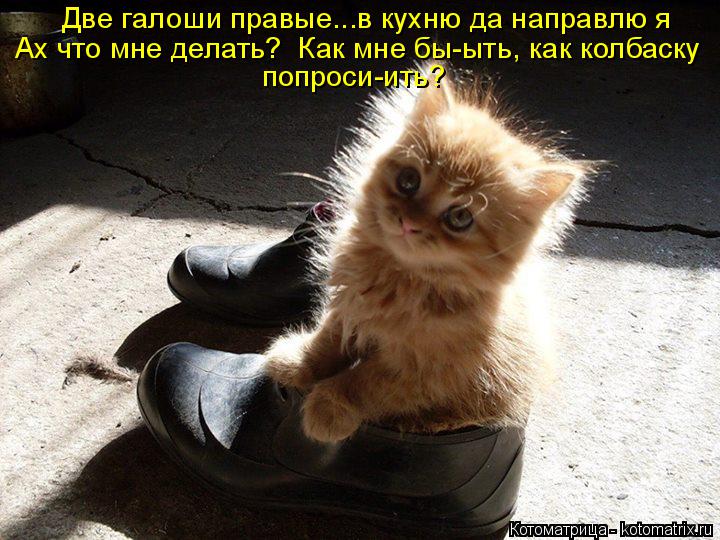 Котоматрица: Две галоши правые...в кухню да направлю я  Ах что мне делать?  Как мне бы-ыть, как колбаску попроси-ить?