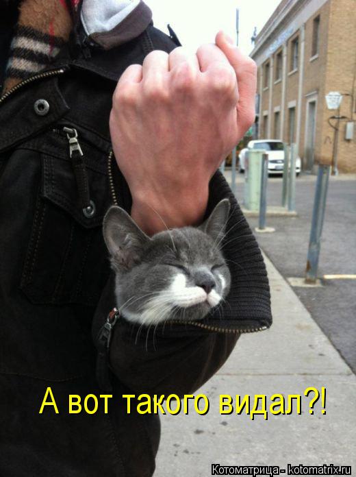 Котоматрица: А вот такого видал?!