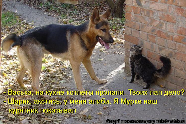 Котоматрица: - Васька, на кухне котлеты пропали. Твоих лап дело? - Шарик, акстись, у меня алиби. Я Мурке наш  курятник показывал