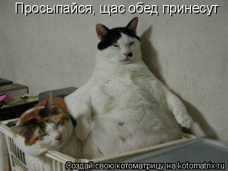 Котоматрица: Просыпайся, щас обед принесут