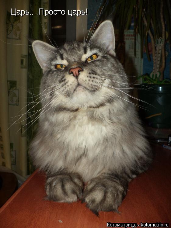 Котоматрица: Царь....Просто царь!