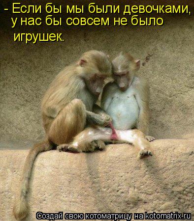 Котоматрица: - Если бы мы были девочками, у нас бы совсем не было игрушек.