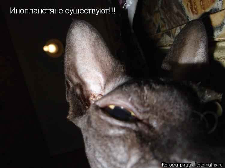 Котоматрица: Инопланетяне существуют!!!