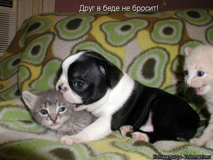Друг в беде не бросит!... Котоматрица: Друг в беде не бросит!