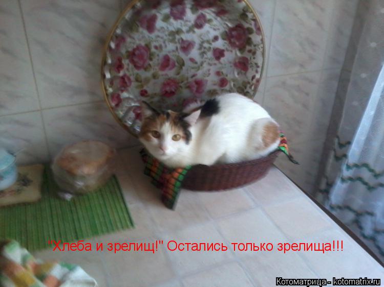 Котоматрица: "Хлеба и зрелищ!" Остались только зрелища!!!