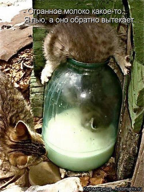 Котоматрица: - Странное молоко какое-то... Я пью, а оно обратно вытекает...