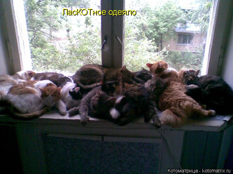 Котоматрица: ЛасКОТное одеяло