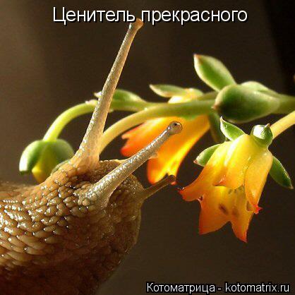 Котоматрица: Ценитель прекрасного