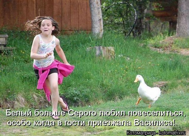 Котоматрица: Белый больше Серого любил повеселиться, особо когда в гости приезжала Василиса!