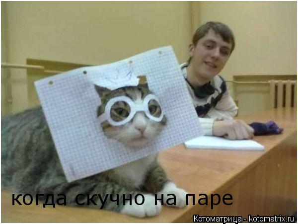 Котоматрица: когда скучно на паре