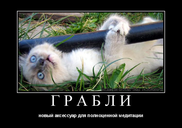 ГРАБЛИ новый аксессуар для полноценной медитации... Котоматрица: ГРАБЛИ новый аксессуар для полноценной медитации