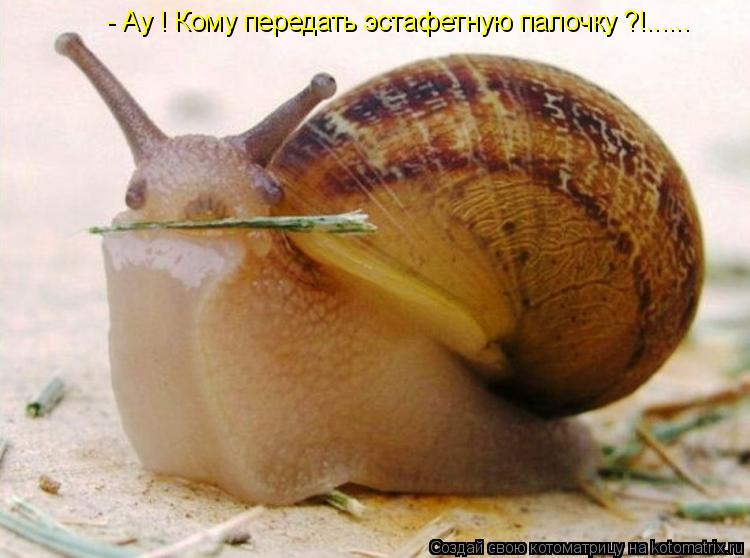 Котоматрица: - Ау ! Кому передать эстафетную палочку ?!......