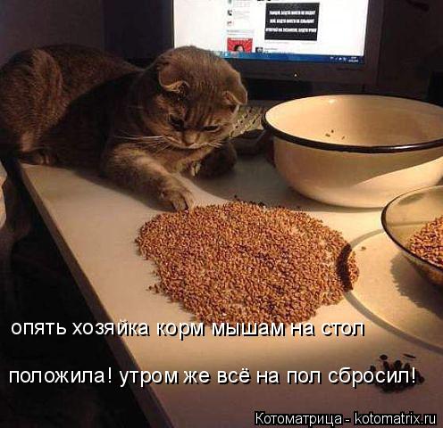 Котоматрица: опять хозяйка корм мышам на стол положила! утром же всё на пол сбросил!
