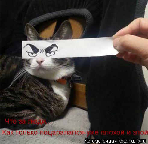 Котоматрица: Что за люди... Как только поцарапался-уже плохой и злой.