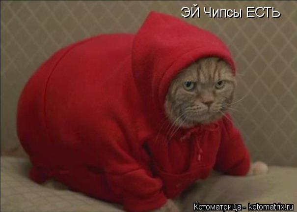 Котоматрица: ЭЙ Чипсы ЕСТЬ