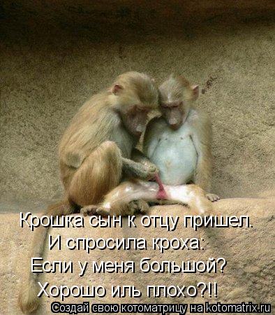 Котоматрица: Крошка сын к отцу пришел. И спросила кроха: Если у меня большой? Хорошо иль плохо?!!