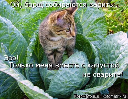 Котоматрица: Ой, борщ собираются варить...  Эээ!  Только меня вместе с капустой   не сварите!