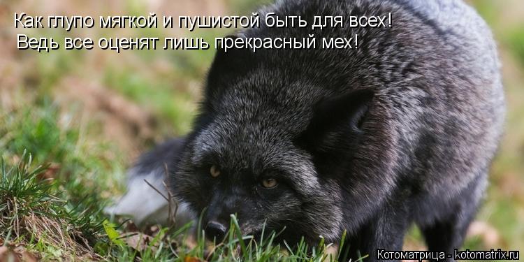 Котоматрица: Как глупо мягкой и пушистой быть для всех! Ведь все оценят лишь прекрасный мех!
