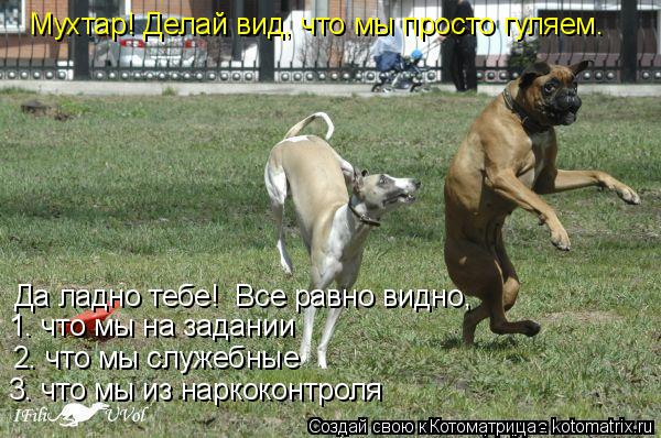 Котоматрица: Мухтар! Делай вид, что мы просто гуляем. Да ладно тебе!  Все равно видно,  1. что мы на задании 2. что мы служебные 3. что мы из наркоконтроля