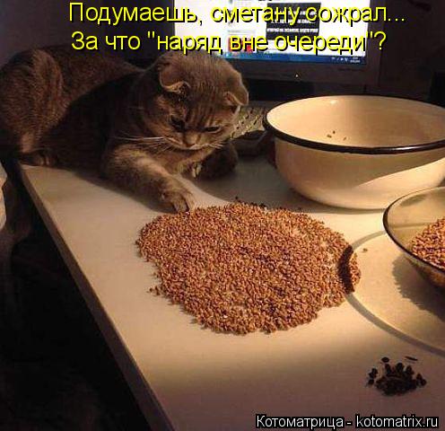 Котоматрица: Подумаешь, сметану сожрал... За что "наряд вне очереди"?