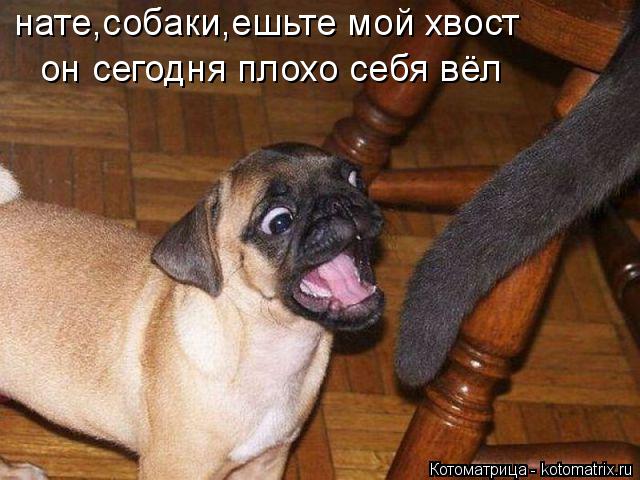Котоматрица: нате,собаки,ешьте мой хвост он сегодня плохо себя вёл