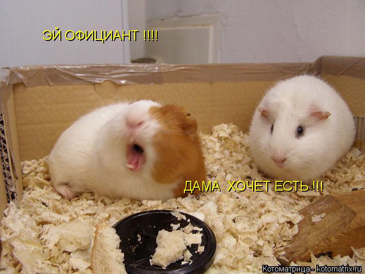 ЭЙ ОФИЦИАНТ !!!! ДАМА ХОЧЕТ ЕСТЬ !!!... Котоматрица: ЭЙ ОФИЦИАНТ !!!! ДАМА ХОЧЕТ ЕСТЬ !!!