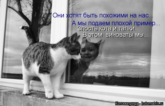 Котоматрица: Они хотят быть похожими на нас... А мы подаем плохой пример... Злость кота и тапки.  В этом  виноваты мы...