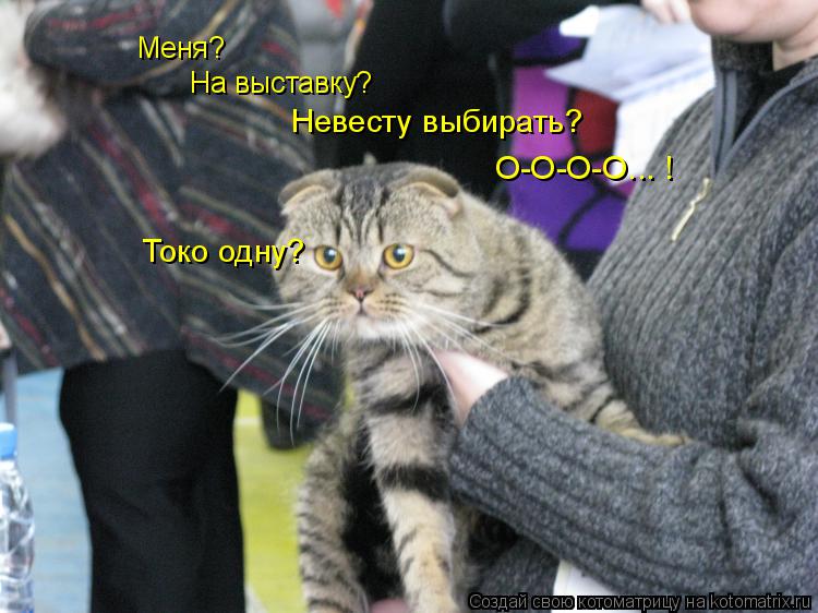 Котоматрица: Невесту выбирать?  На выставку?  О-О-О-О... ! Меня?  Токо одну?