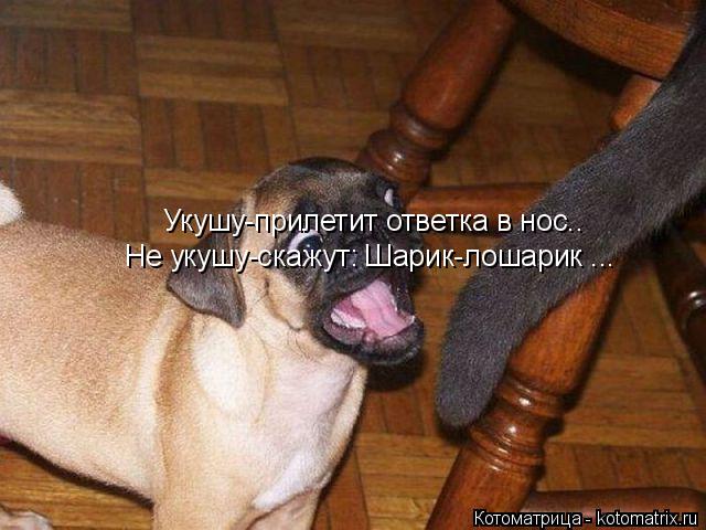 Котоматрица: Укушу-прилетит ответка в нос.. Не укушу-скажут: Шарик-лошарик ...