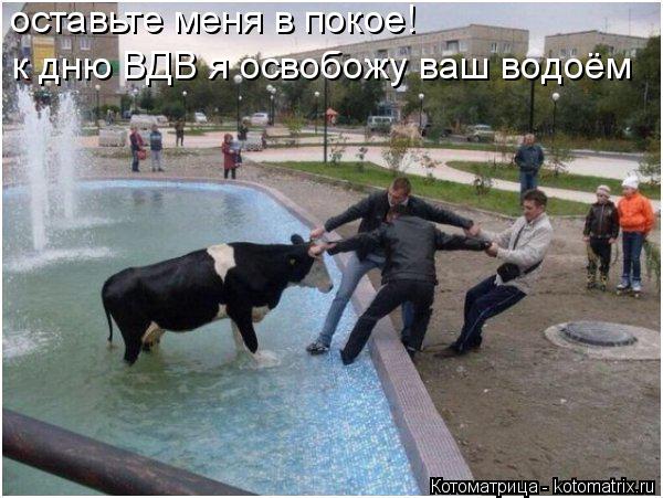 Котоматрица: оставьте меня в покое! к дню ВДВ я освобожу ваш водоём