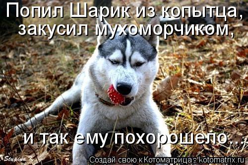 Котоматрица: Попил Шарик из копытца, закусил мухоморчиком, и так ему похорошело...